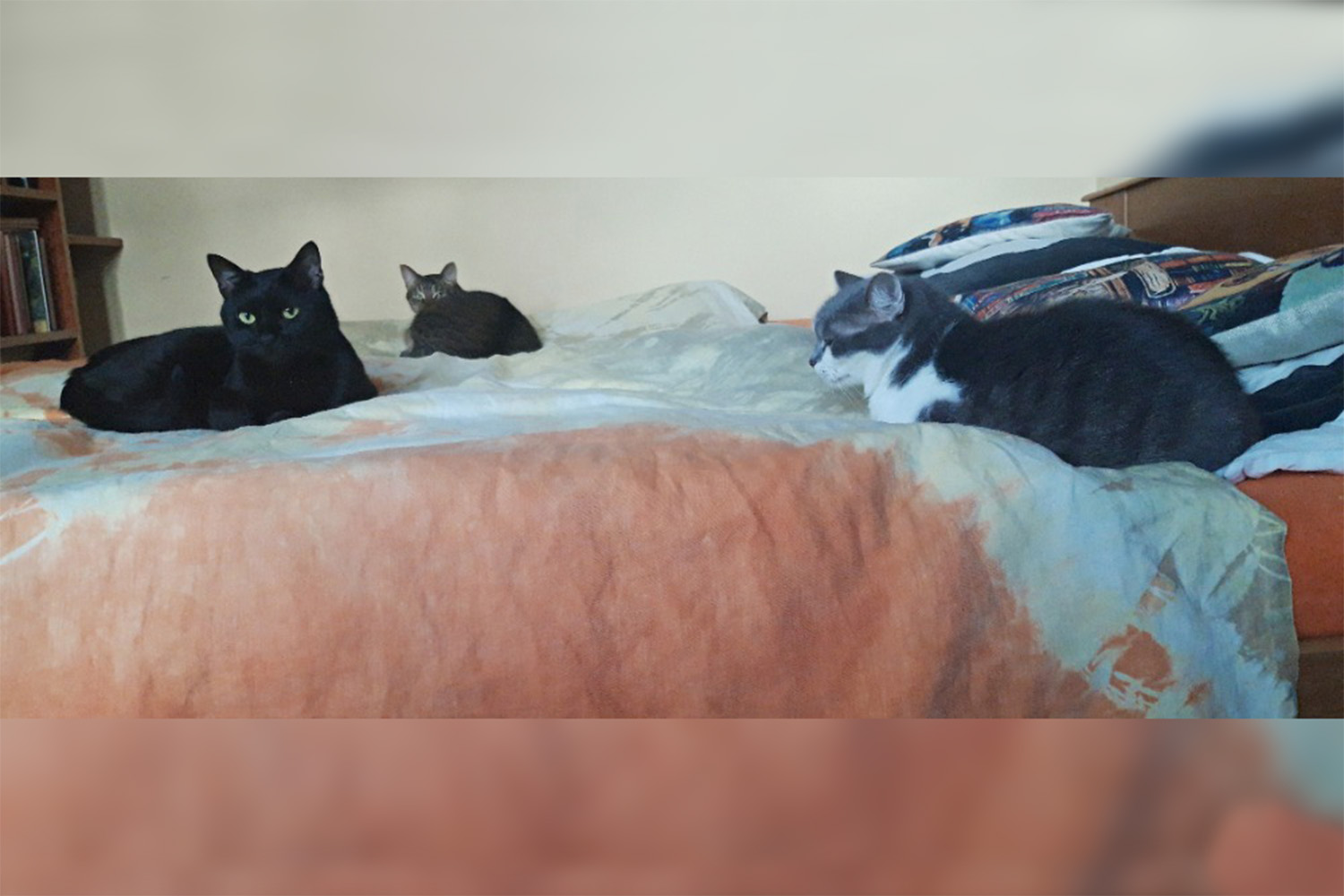 Nedílnou součástí naší domácnosti jsou ... kočky (zleva Bubák,. Mimi a Beruška) 2020